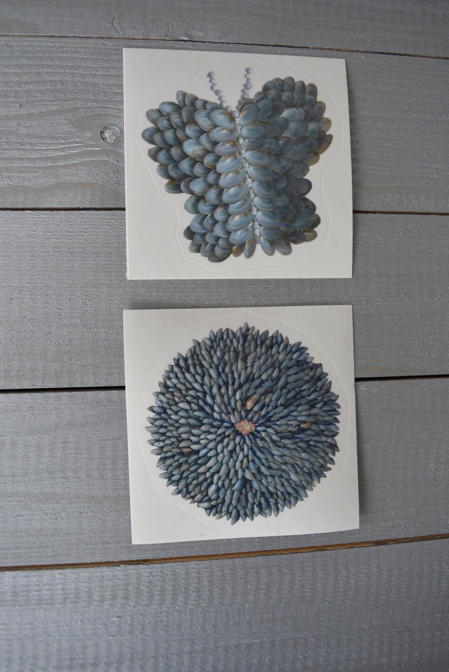 Butterfly Soft Shell Clam Flower Sticker
