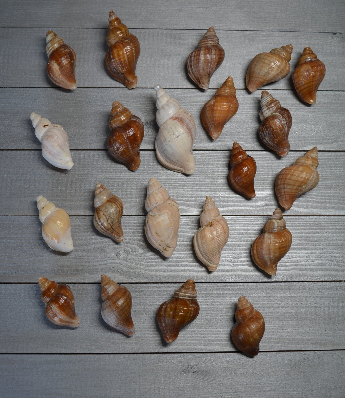 Seashell Whelk Magnet