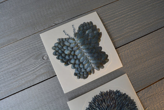 Butterfly Soft Shell Clam Flower Sticker