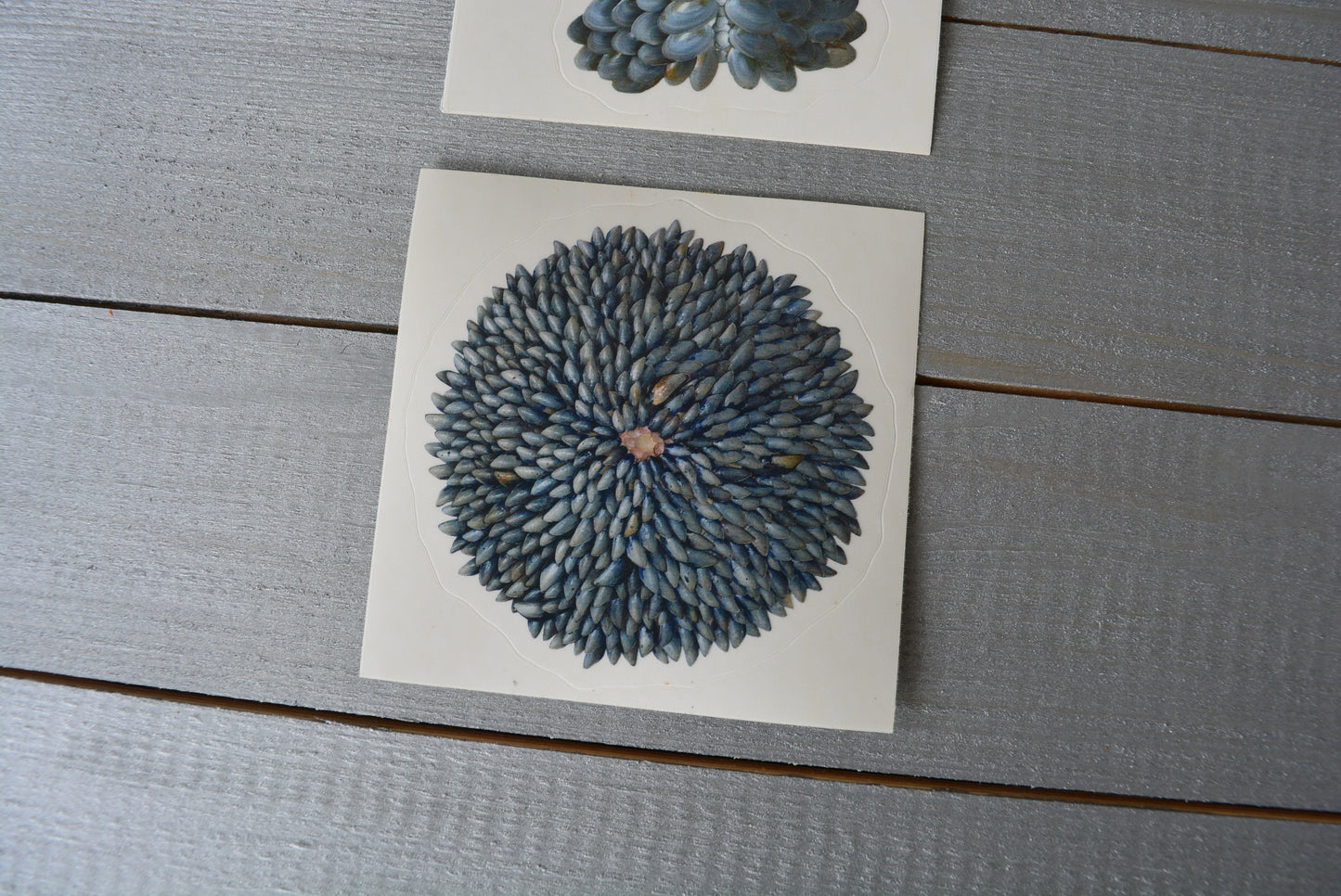 Mussel Shell Flower Sticker
