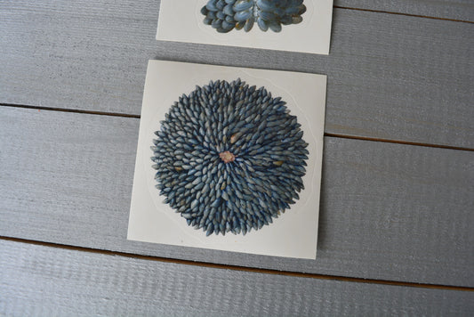 Mussel Shell Flower Sticker